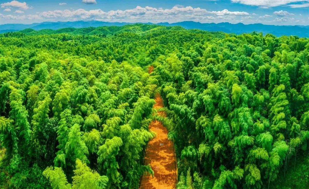 中国值得去的10大森林景点，自然风光爱好者打卡地，你去过几个？
