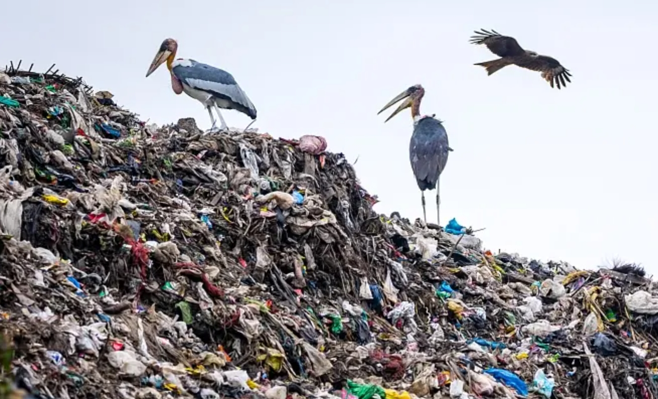 一亩等于几个篮球场(印度“垃圾山”：有比人高的巨鸟，人们宁愿捡垃圾也不吃它)