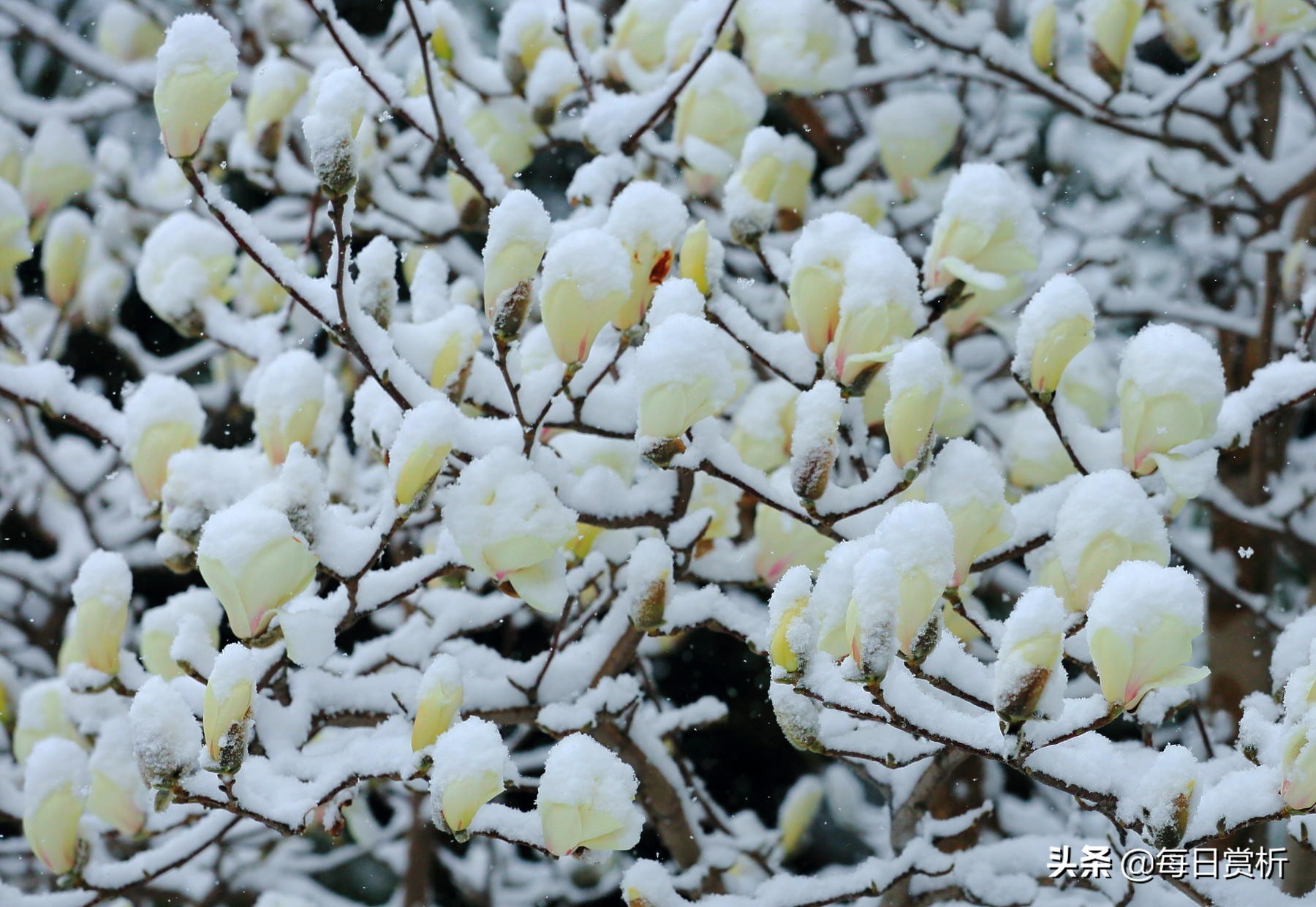 阳春三月雪,雪落枝头,佳片佳句