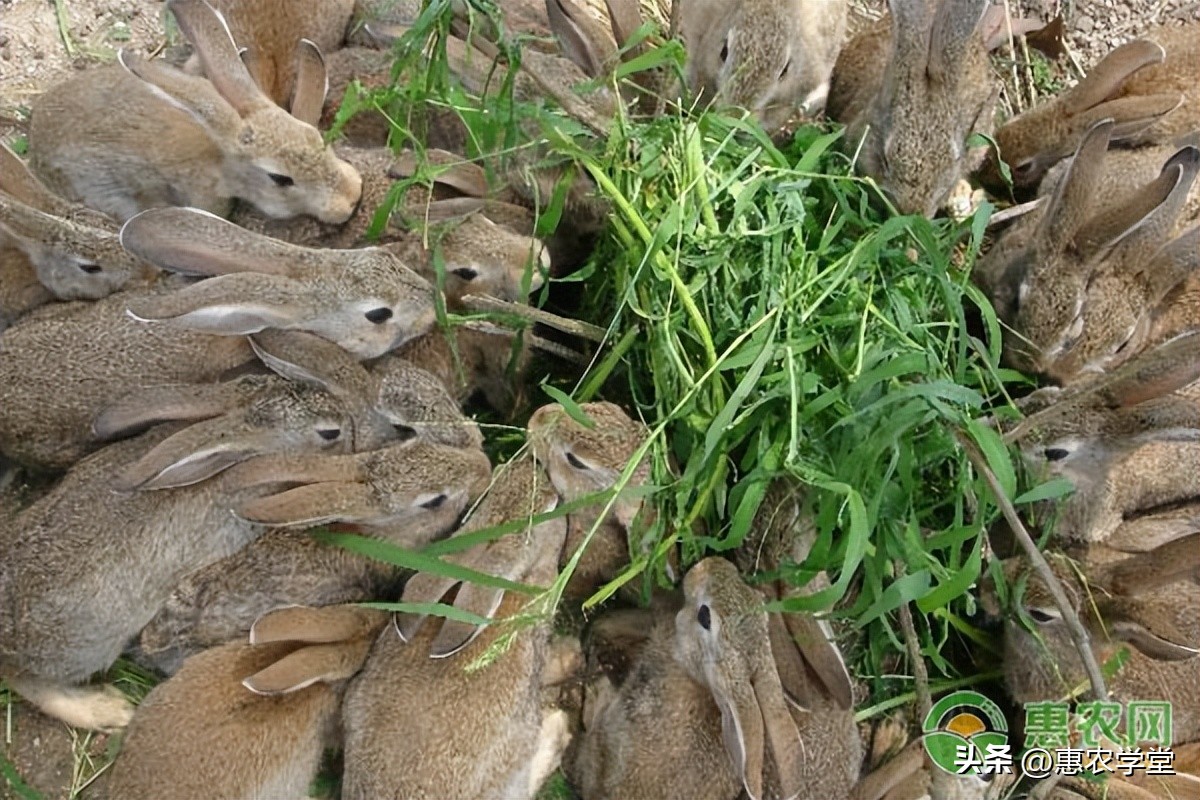 年关将近，肉兔现在多少钱一斤？