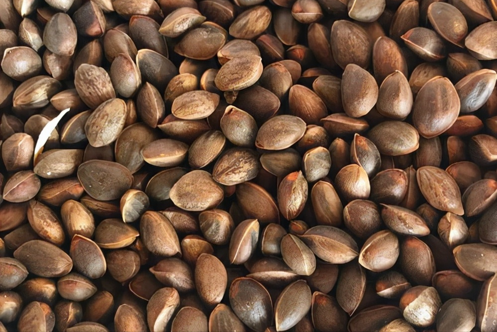 松子就是各种松树松塔里面的种子 ,主要包括东北的红松松子,华山松