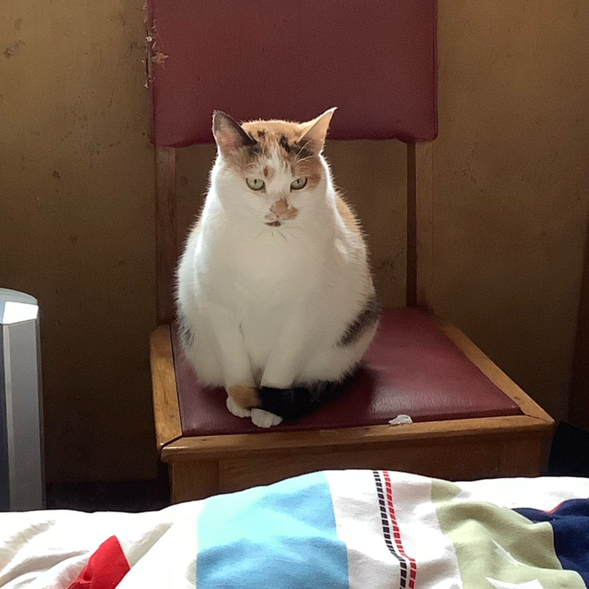 简笔画教程：详细图文讲解三款猫咪的画法，你学会了吗？
