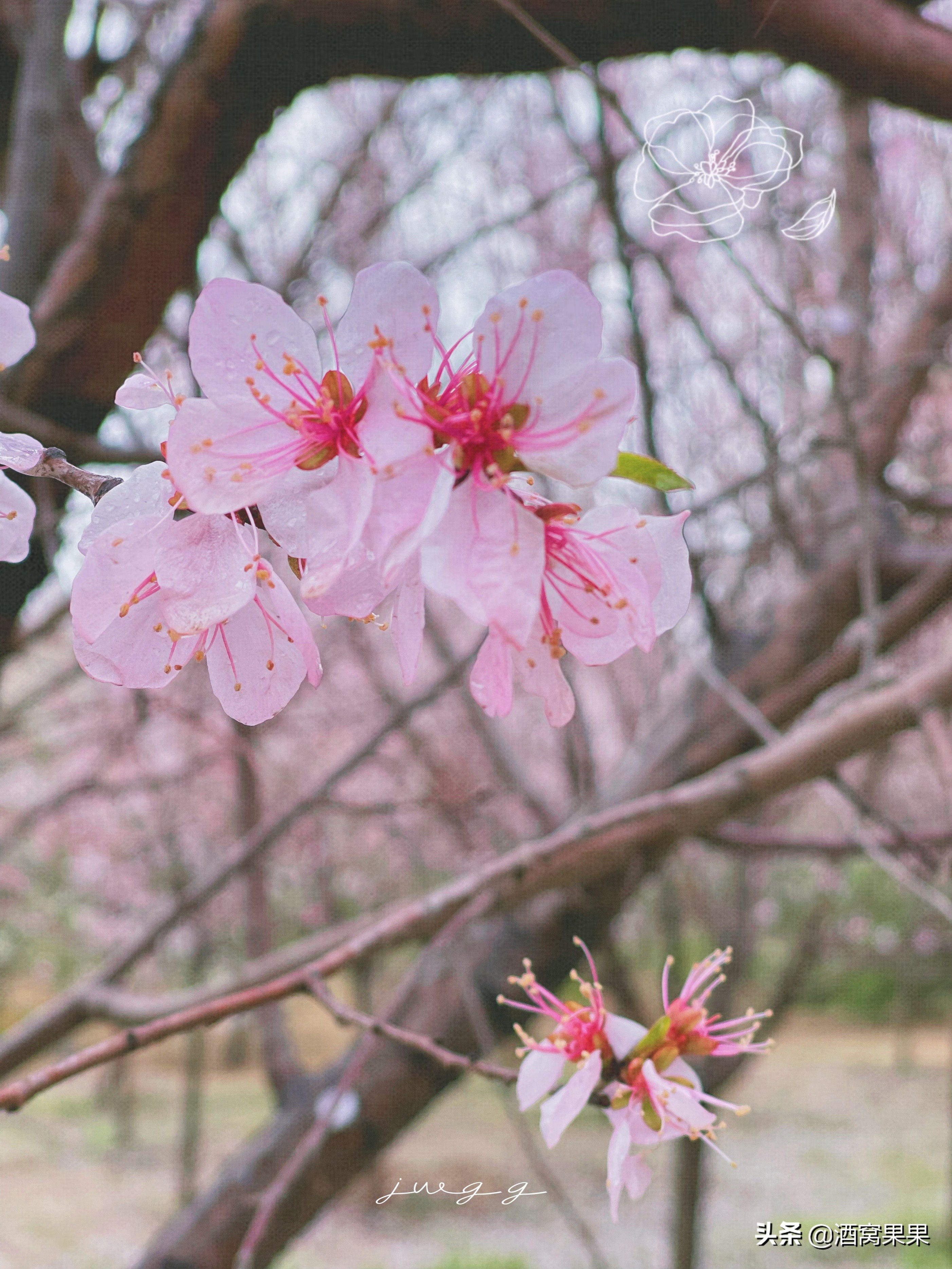 大连幼儿足球培训机构(大连湾体育公园，十里桃花，不要门票停车免费还可露营遛娃)