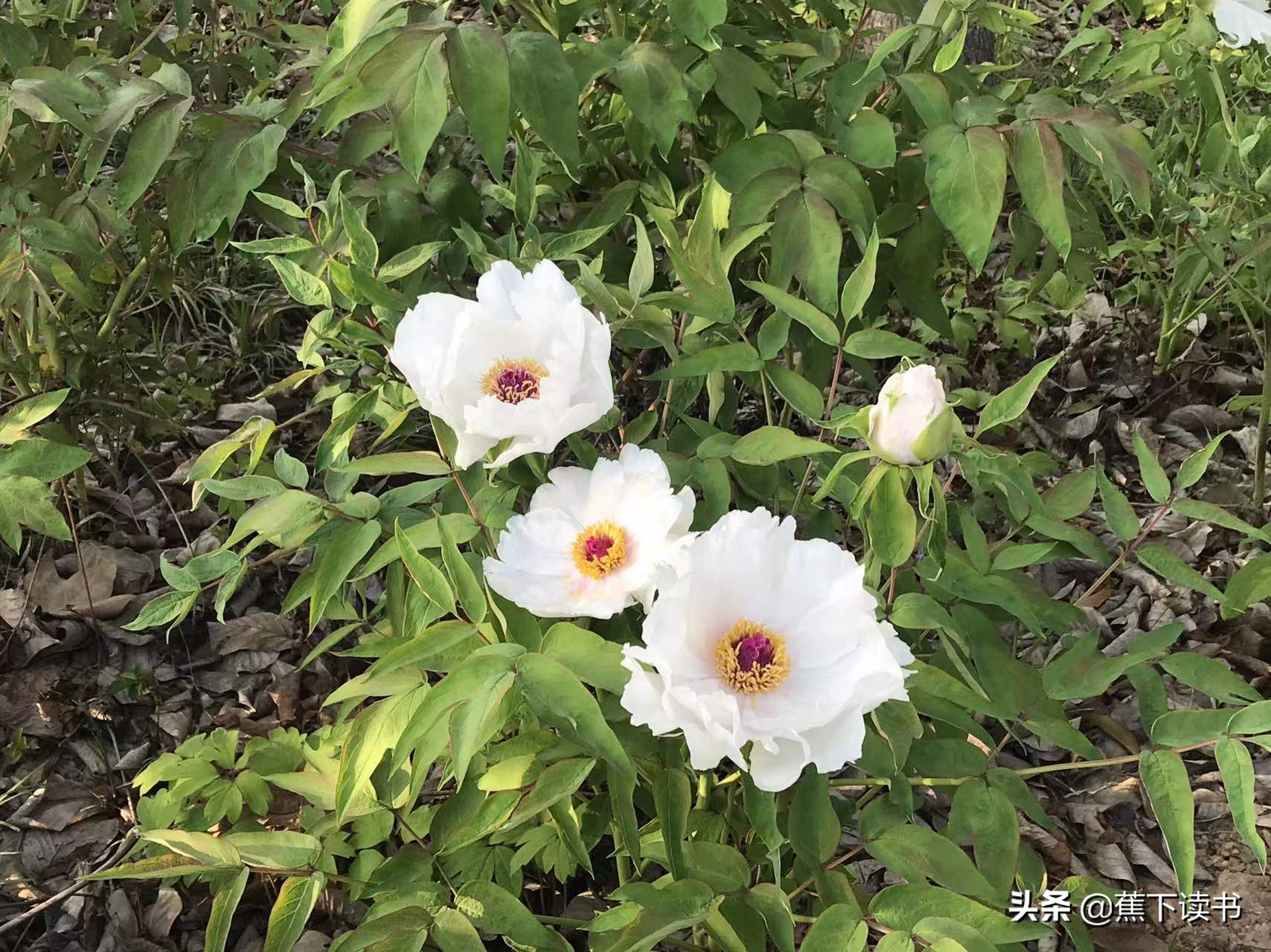 芍药花开，不负归期，不负人间四月天