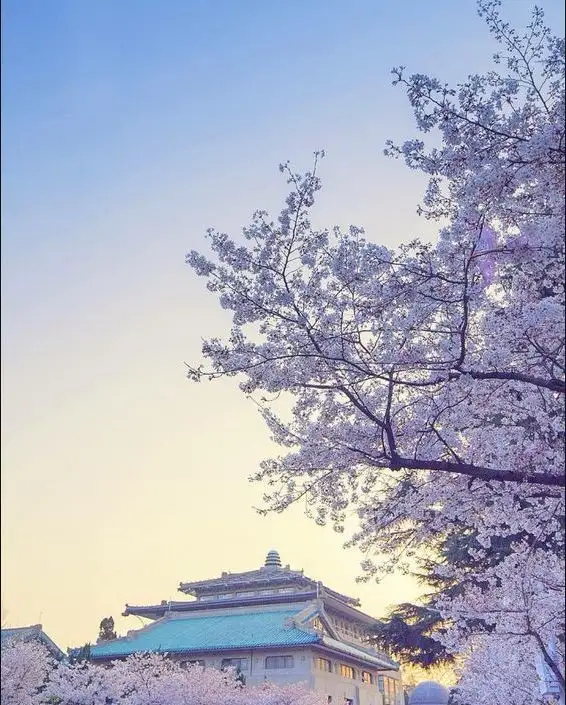 楼外积云灯远近，枝头覆雪月参差——梧桐院诗词第二期（云赏樱）