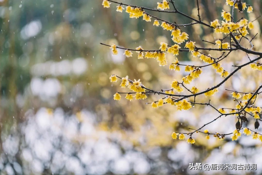 看到梅花你会想到哪些人（看到梅花你会想到哪些人试着写一段话）-第6张图片-巴山号