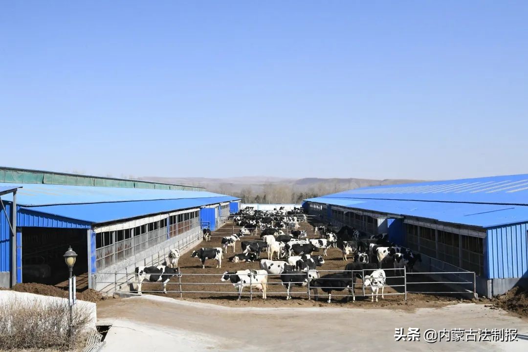 優(yōu)化法治化營(yíng)商環(huán)境 助力民族奶業(yè)振興——烏蘭察布市涼城縣檢察院檢察長(zhǎng)孫芳一行調(diào)研走訪海高牧場(chǎng)