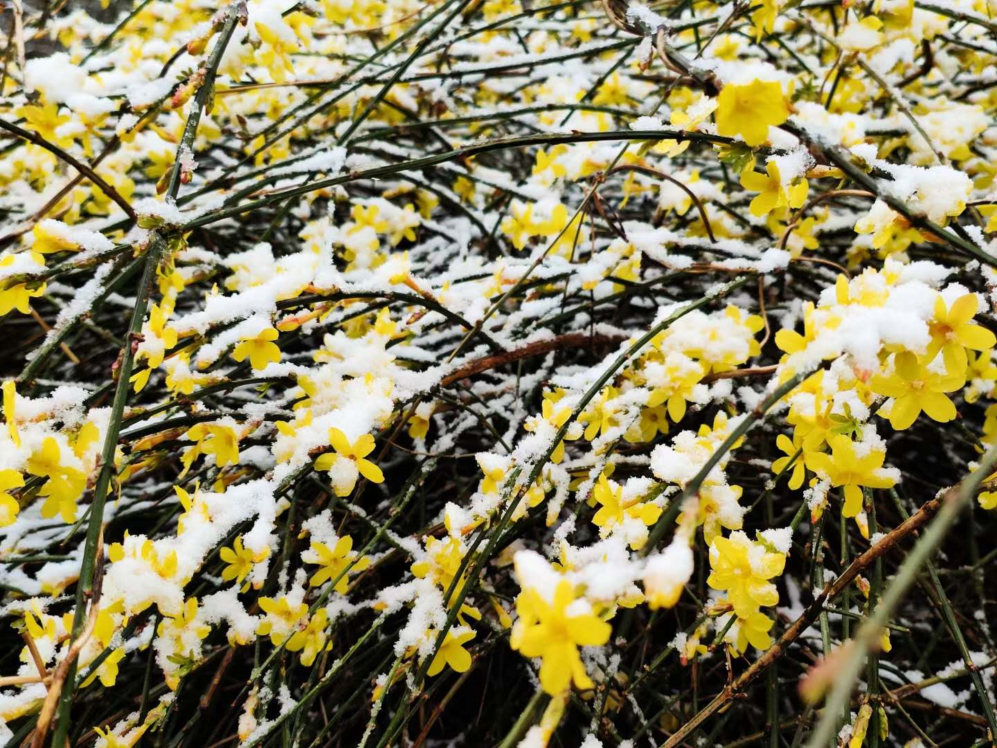 雪与花共舞 | 红墙，白雪，鲜花，美不胜收！