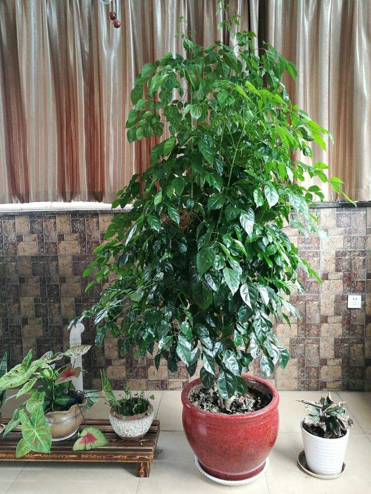 5,幸福树——幸福平安,净化能力强