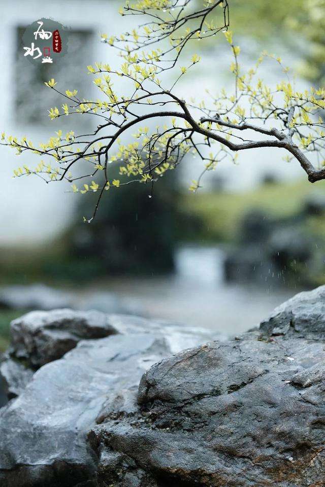 雨水：一场春雨，十里春风，愿你一路繁花向前，浅笑安然