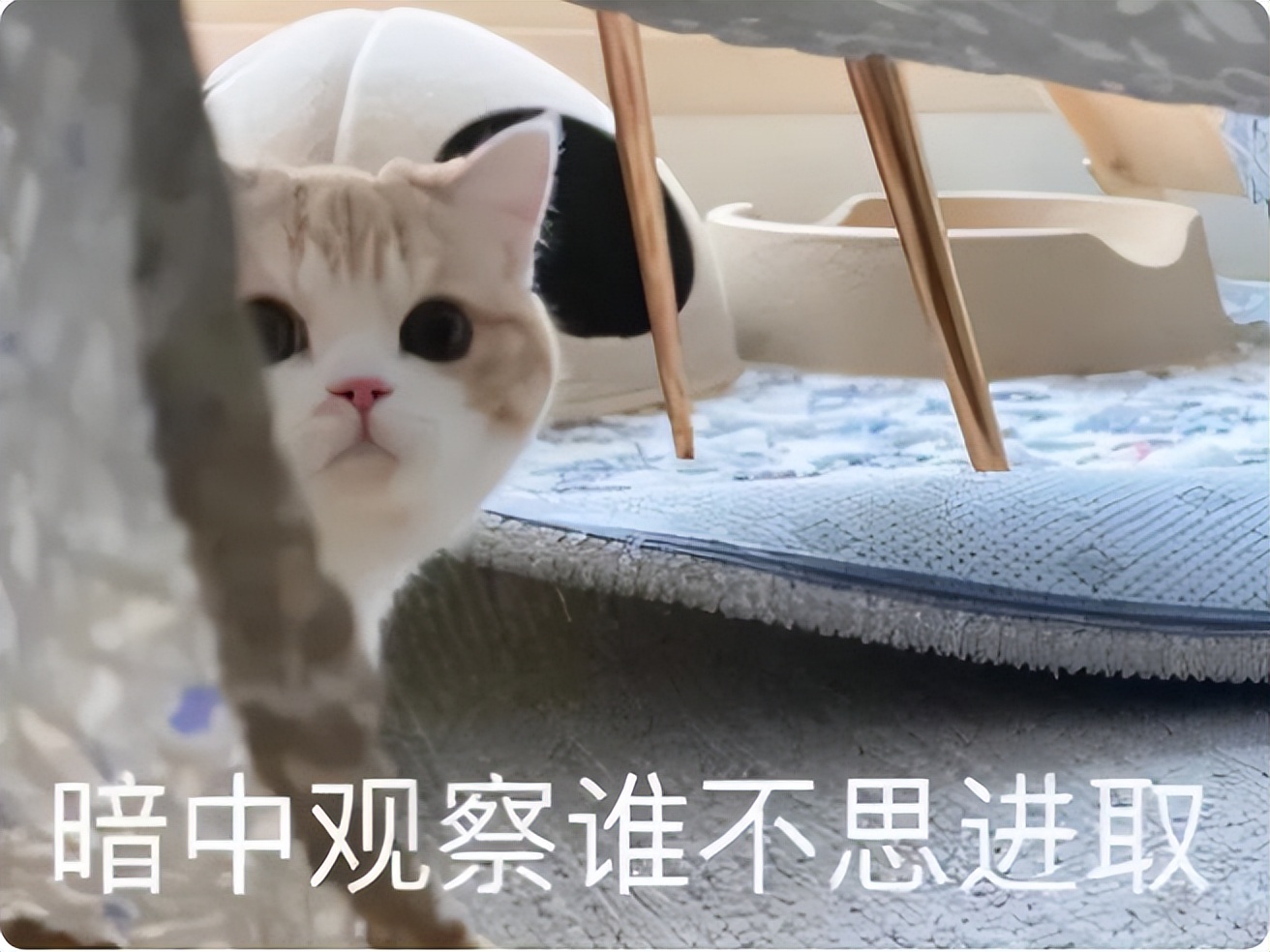 2023考研报名考生预计超过520万，容易上岸的211，大学生要有数