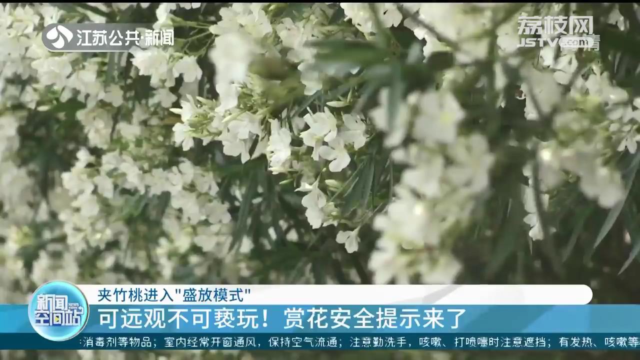 夹竹桃盛放 赏花安全提示来了