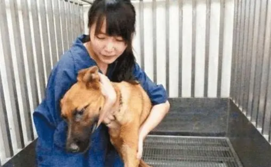 2016年，台湾女孩给700只狗安乐死后，将最后一针给了新婚的自己