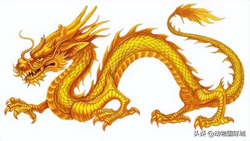 蛇(she)进化为龙的七个阶段（中国最吓人的一(yi)条巨蛇）-第9张图片-大连信息(xi)网