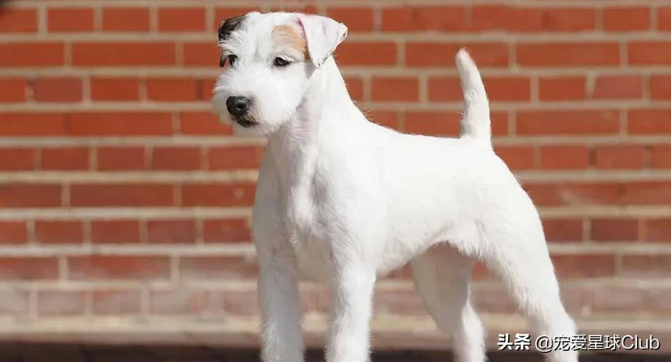 百科 | 杰克罗素梗，精力十足的“挖掘机”