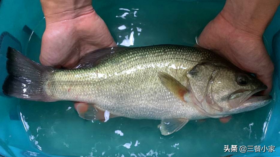 鲈鱼价格一斤多少钱鲈鱼怎么挑