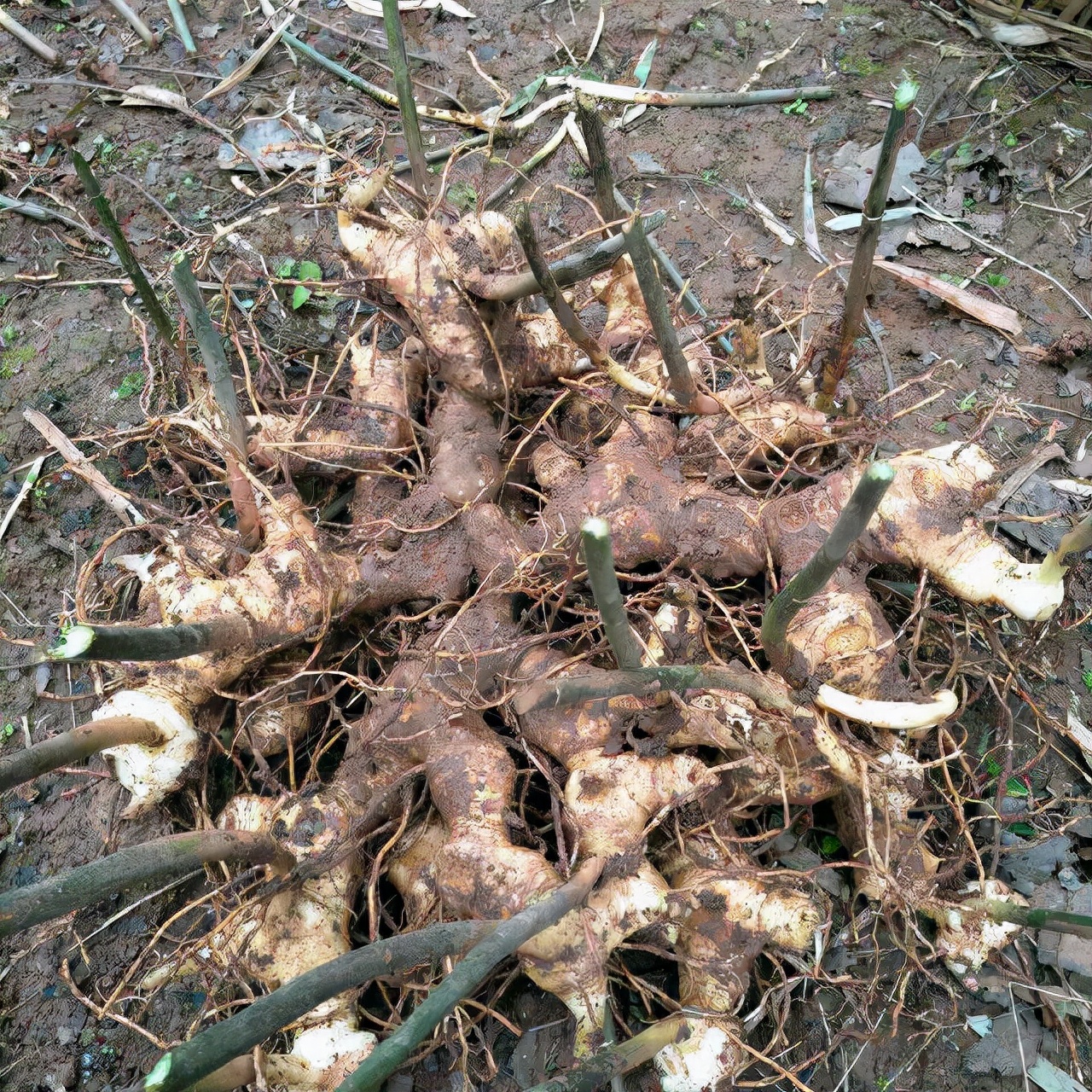 路边的"野姜",居然是珍贵的药材,被称作"黄鸡参",有啥价值