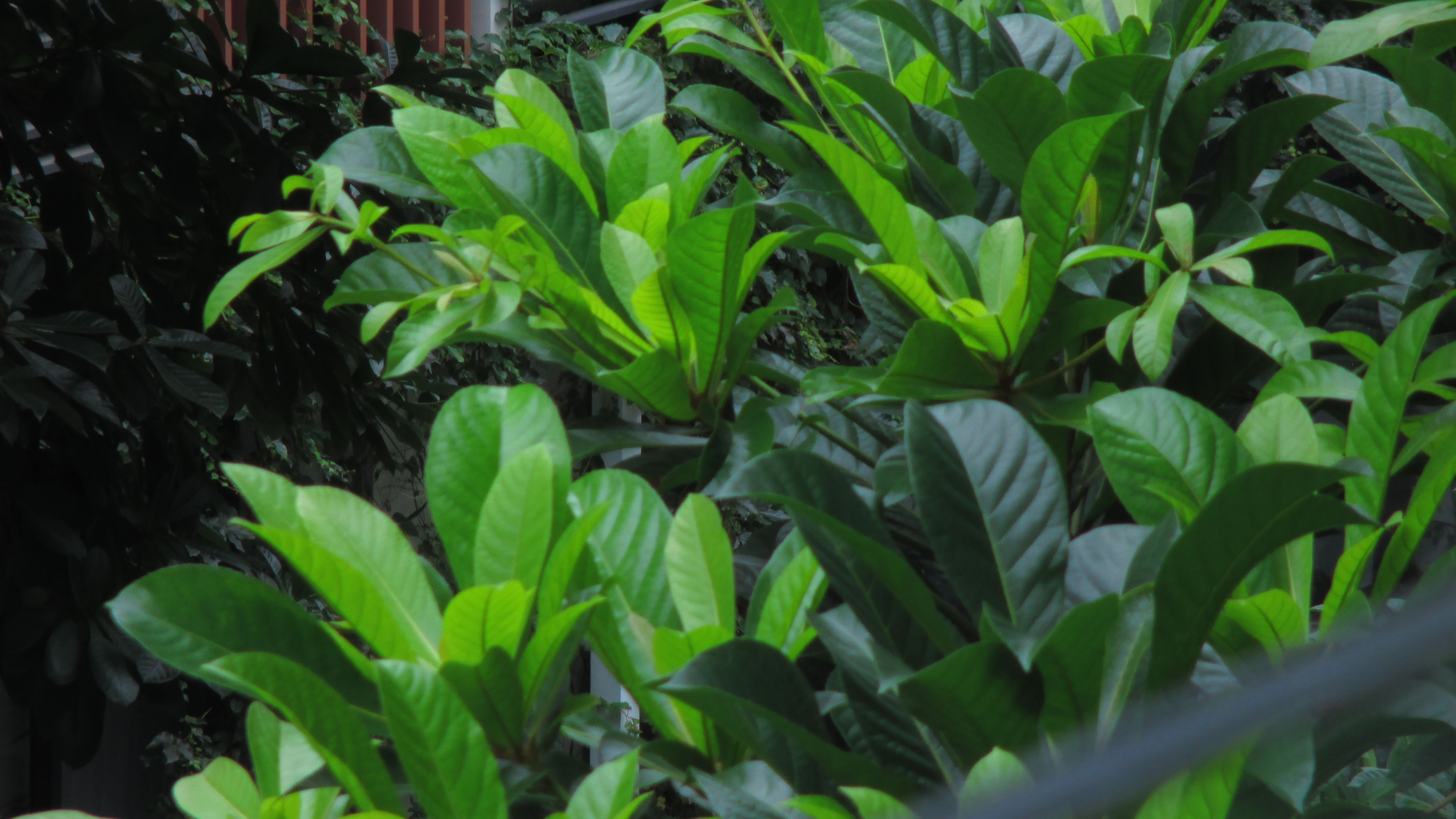 被时代淘汰的CCD卡片机，在小红书上重新走红