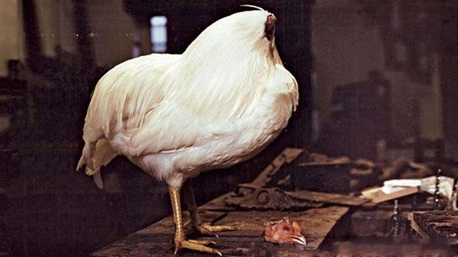 人头落地是什么感觉？看这几个真实的案例，感叹古代残酷的刑罚