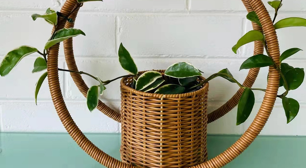 球兰花架怎样搭好看阳台(如何养护球兰和制作球兰花架)