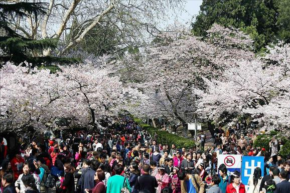 武汉985大学有哪些（985高校投档线排名出炉）