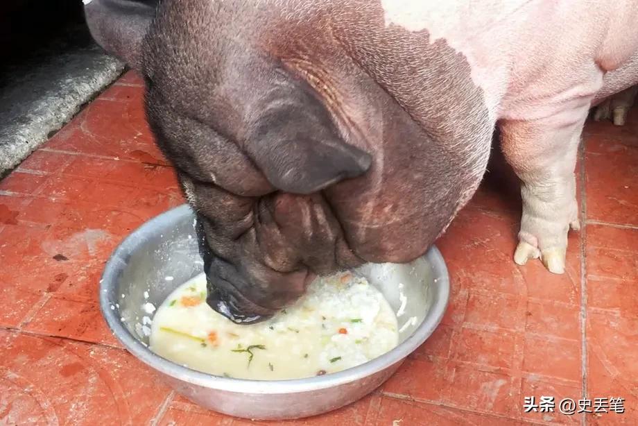 猪吃食图片镜头图片