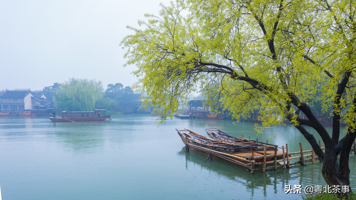 赏春，听雨，品茶