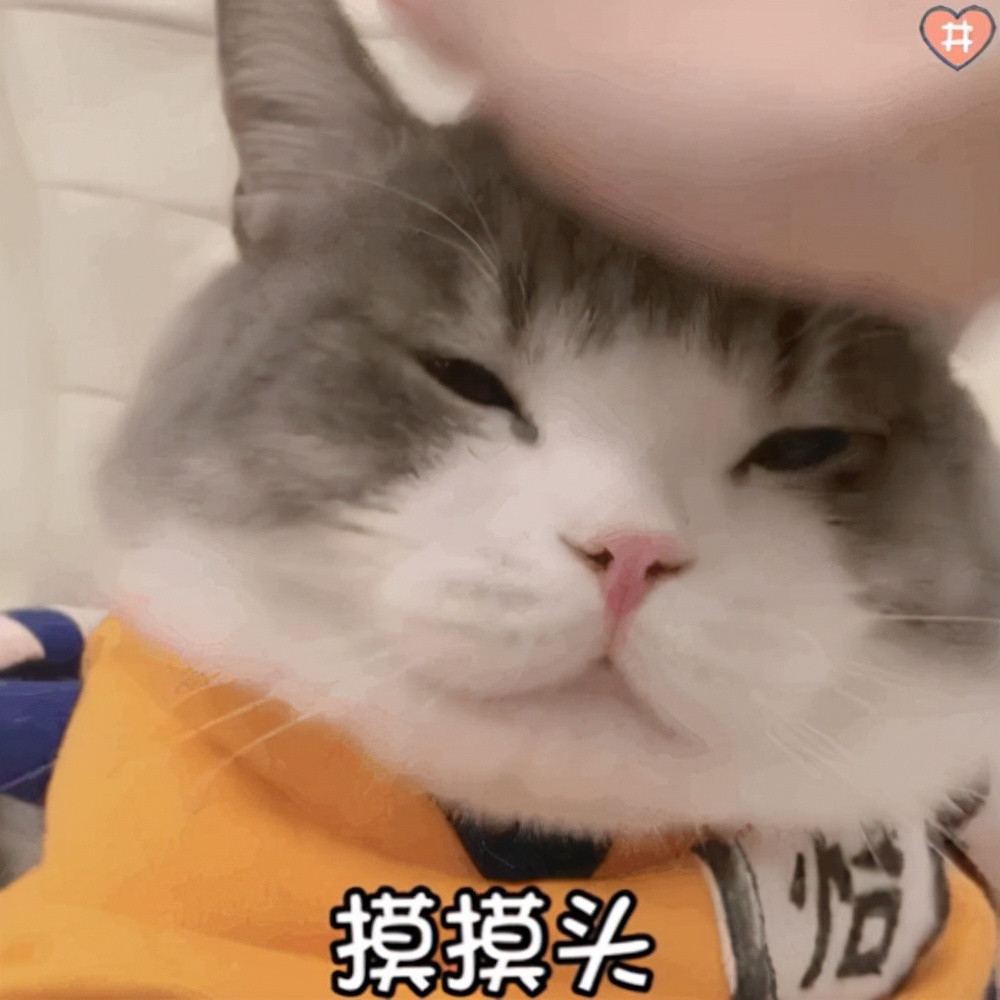 揉猫猫头表情包图片