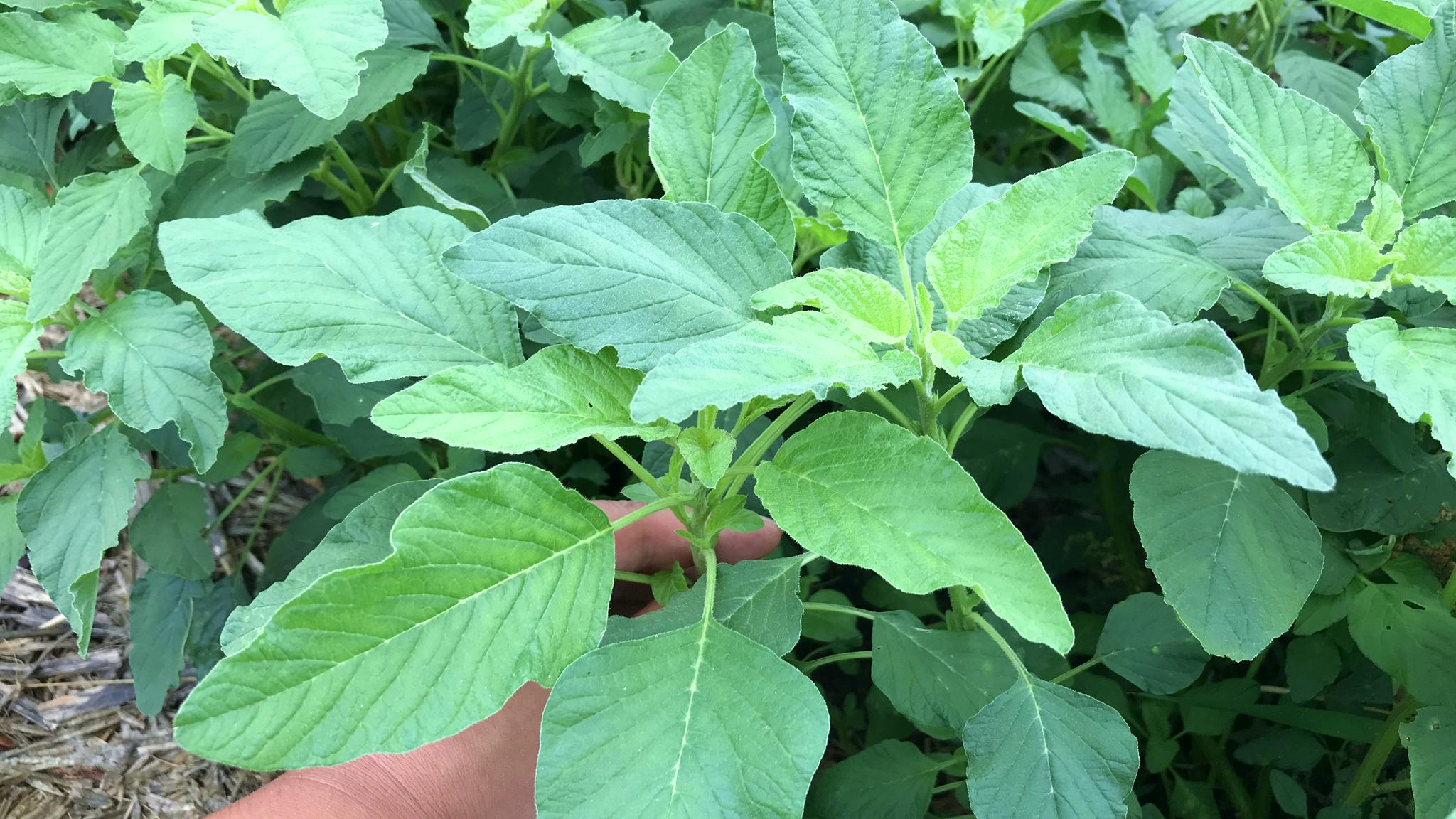 野苋菜的功能主治(农村随处可见的野苋菜,别把它当杂草了,生活中有3大