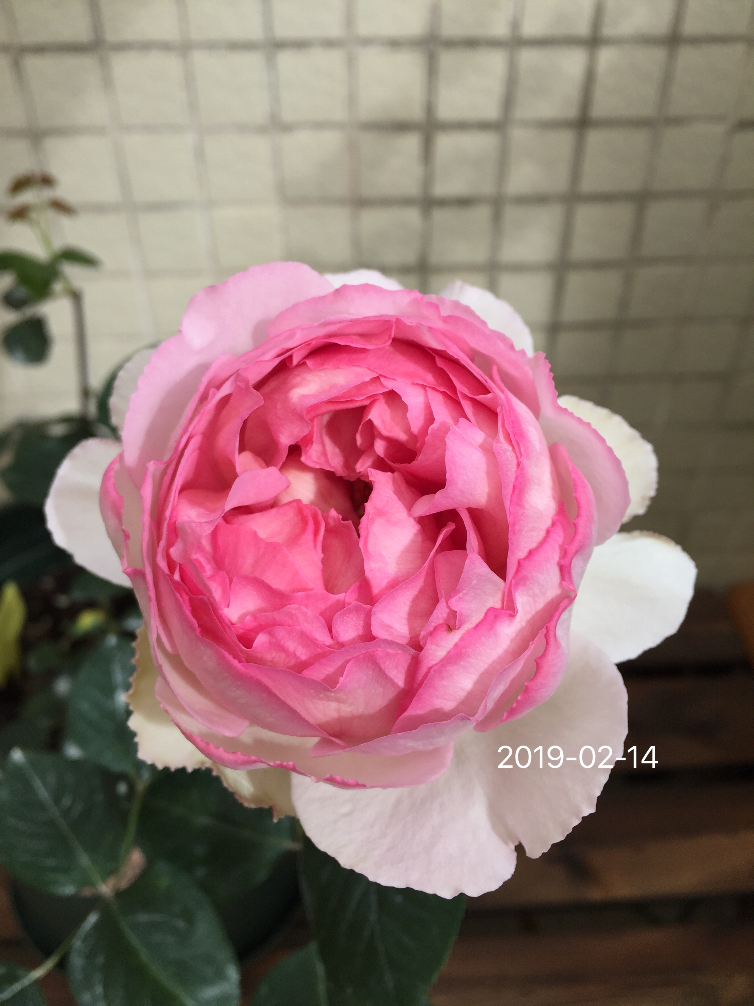 伊芙古典香水月季（阳台也能养的贵族香水月季花）