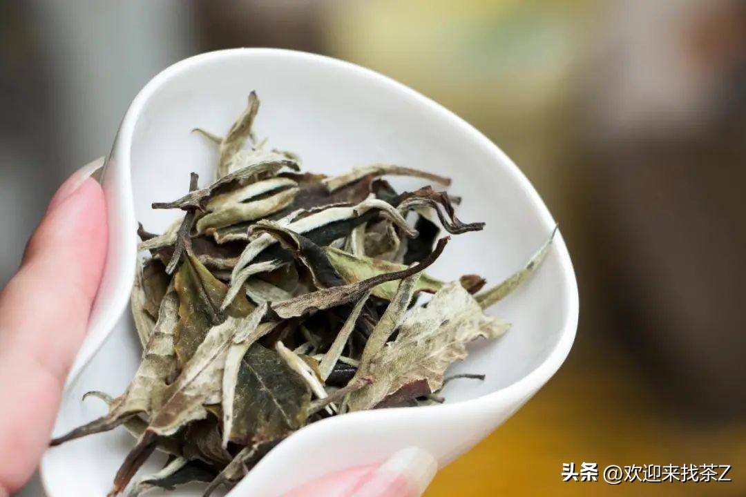 白茶什么季节喝（白茶的正确饮用方法和作用功效）