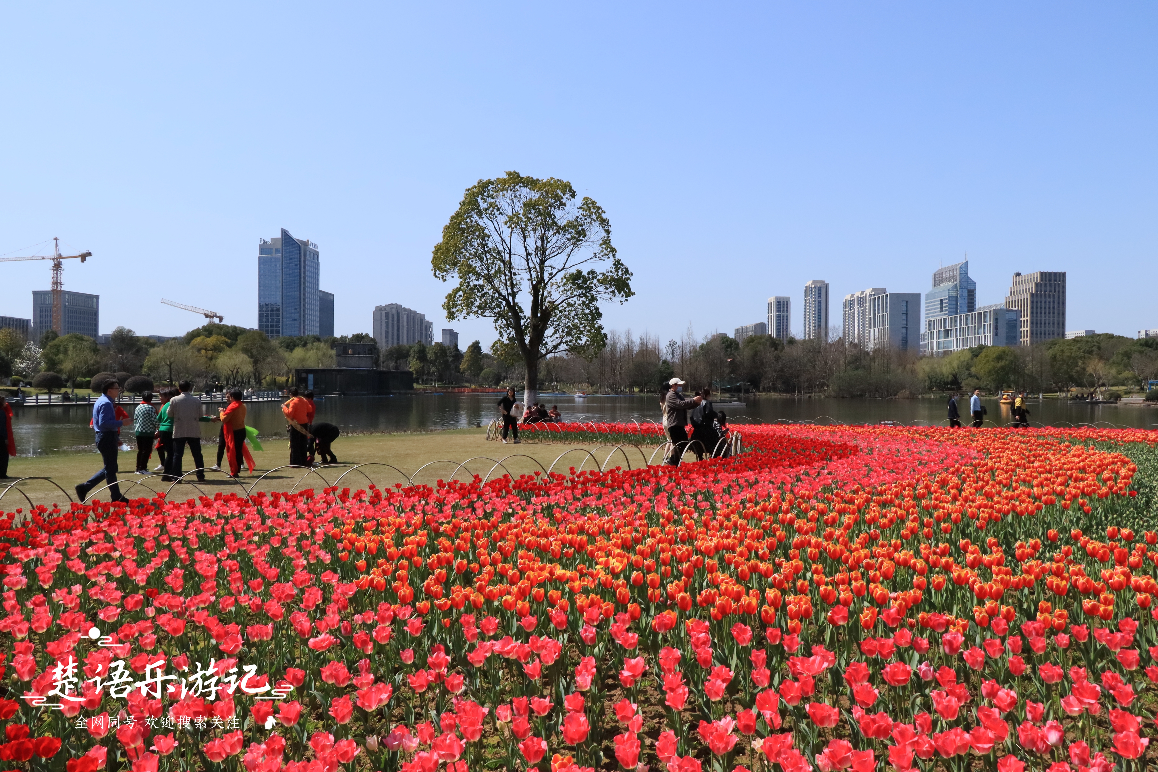 东面有郁金香花海，西面有油菜花海，浙江省宁波市这个公园又火了