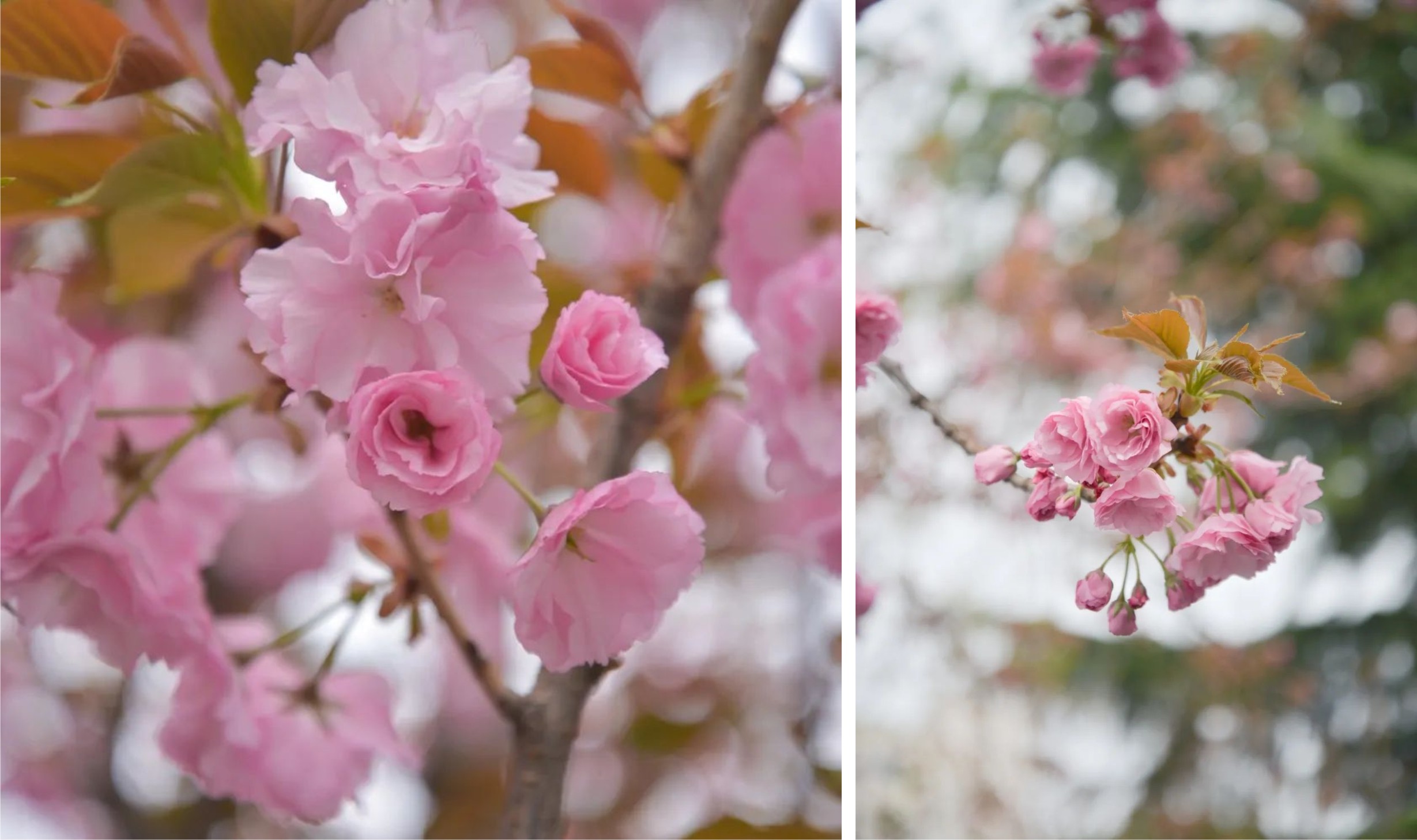 ������ء�ӣ���޶��������������ȡ��ۡ���