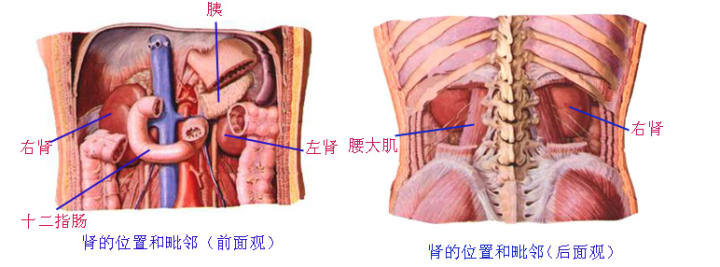 肾脏所在位置（浅话肾脏的解剖结构，了解你自己的身体）