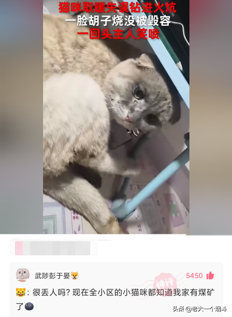 搞笑神回复：你想吃猪骨头补钙，万万没想到猪本身也缺钙