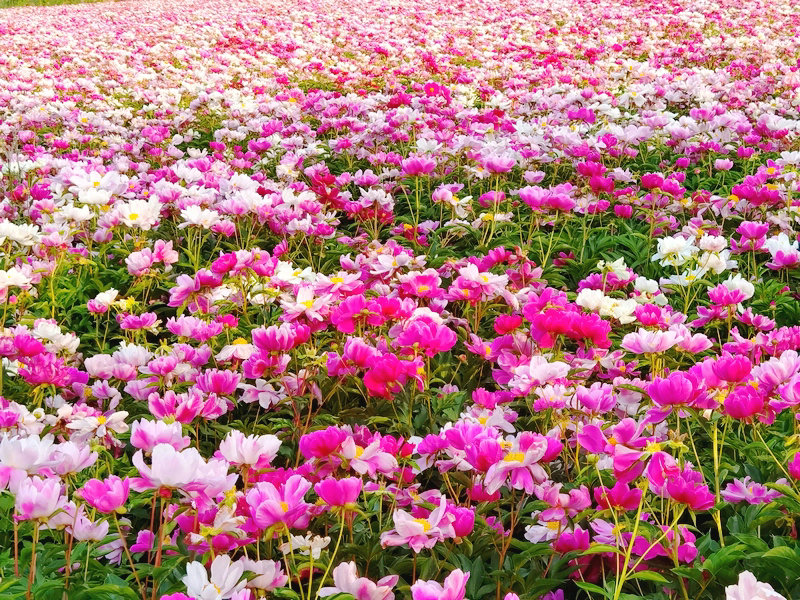 宁阳神童山下，芍药花开正艳