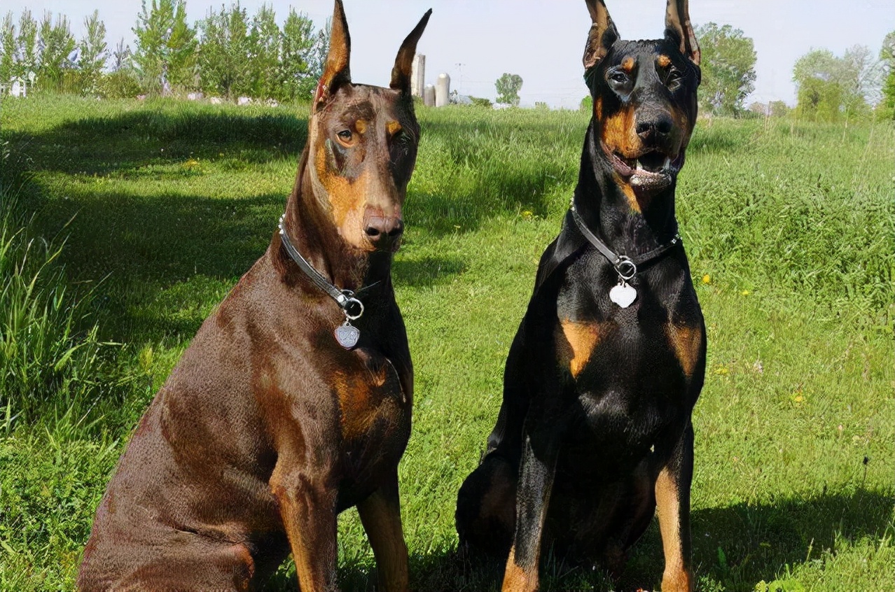 为什么一般人不养"杜宾犬",原来有这几点原因