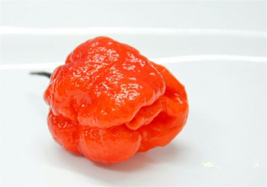 世界上最辣的辣椒（印度魔鬼椒被秒成渣，你敢不敢尝一尝？）-第25张图片
