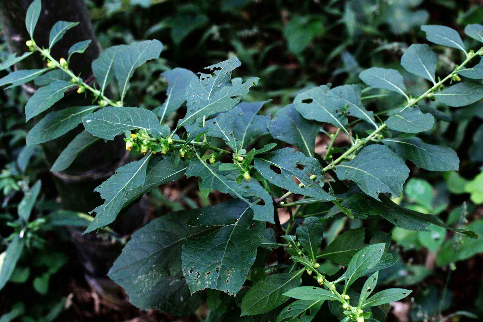 烟斗草(农村常见野草天名精,长得像烟叶,价值很高20元一斤,你认识吗?