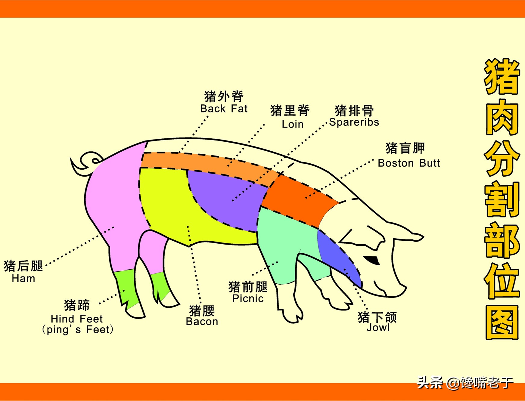 這樣一來前肘和後肘,由於豬的生理結構,以及日常生活習性,便導致二者