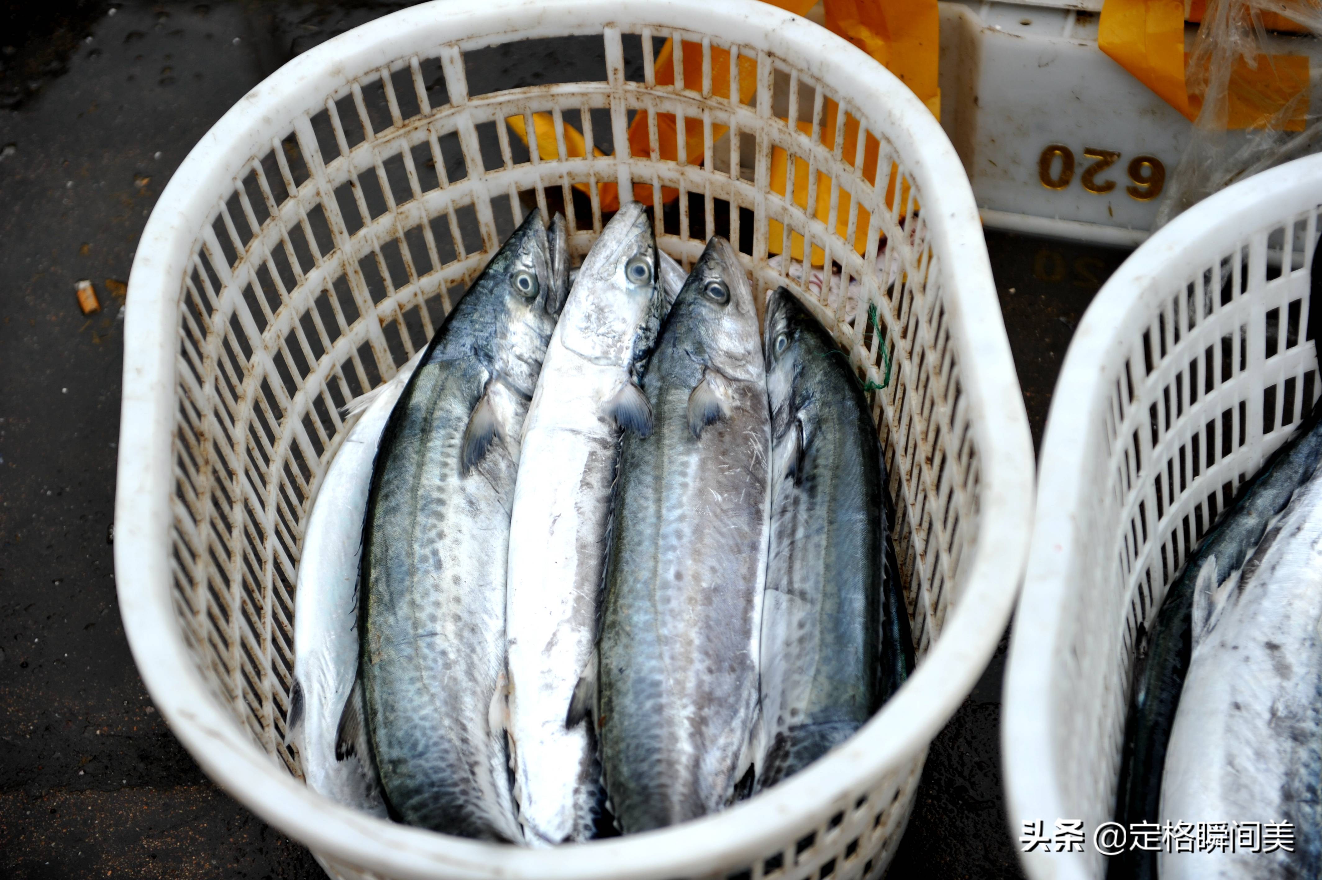 青岛今日鲅鱼价格「今日青岛鲅鱼价格表」