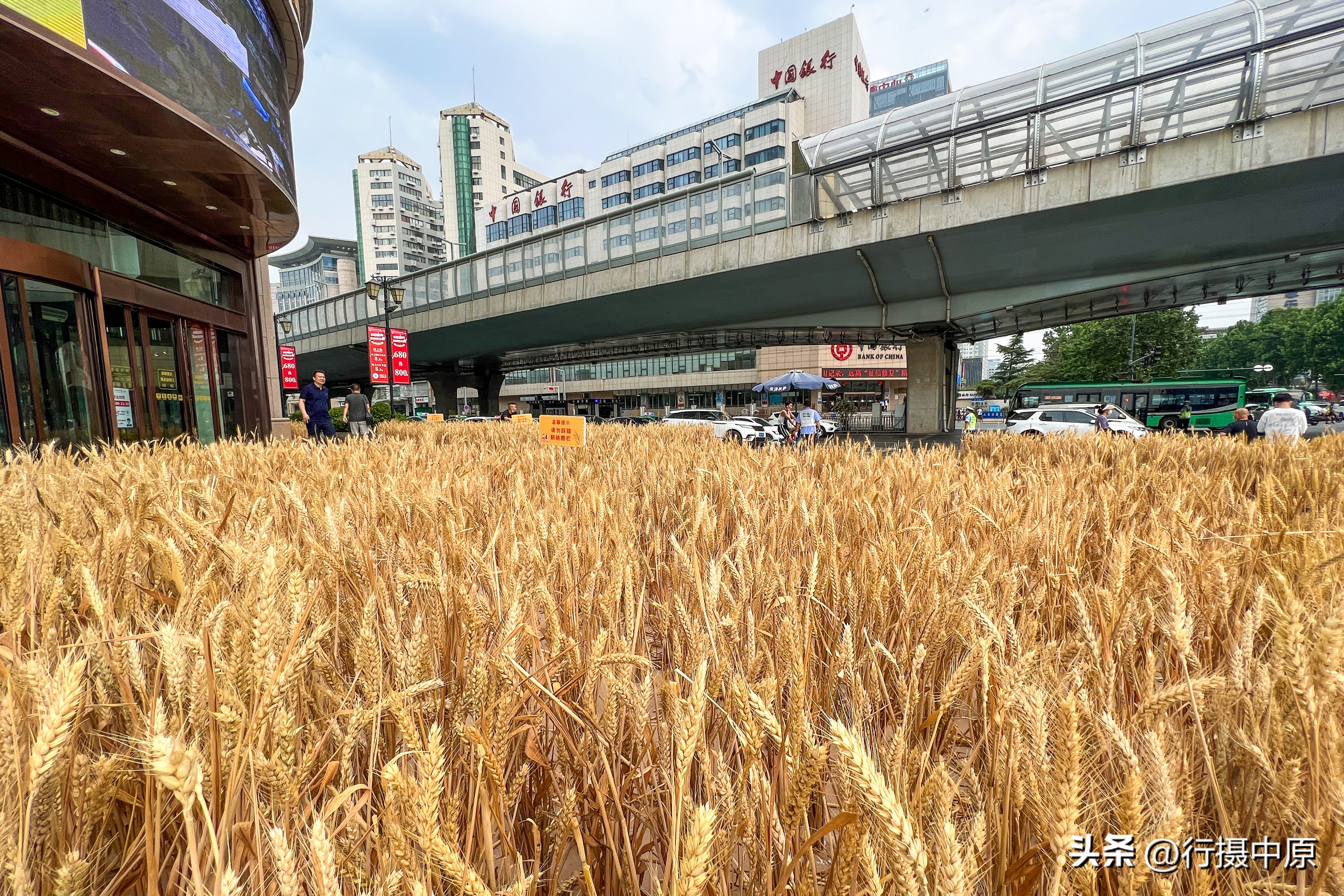 街头篮球小麦怎么样(郑州金黄麦穗“种”上城市街头，都市商圈现“风吹麦浪”场景)