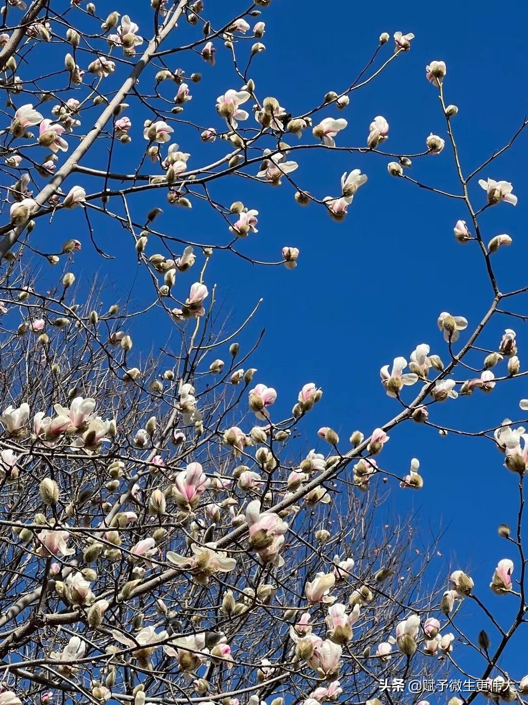 分外亲——祝愿三八妇女节快乐