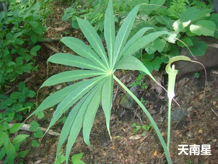 南星的功效与作用 南星的花语和寓意-百科叔叔