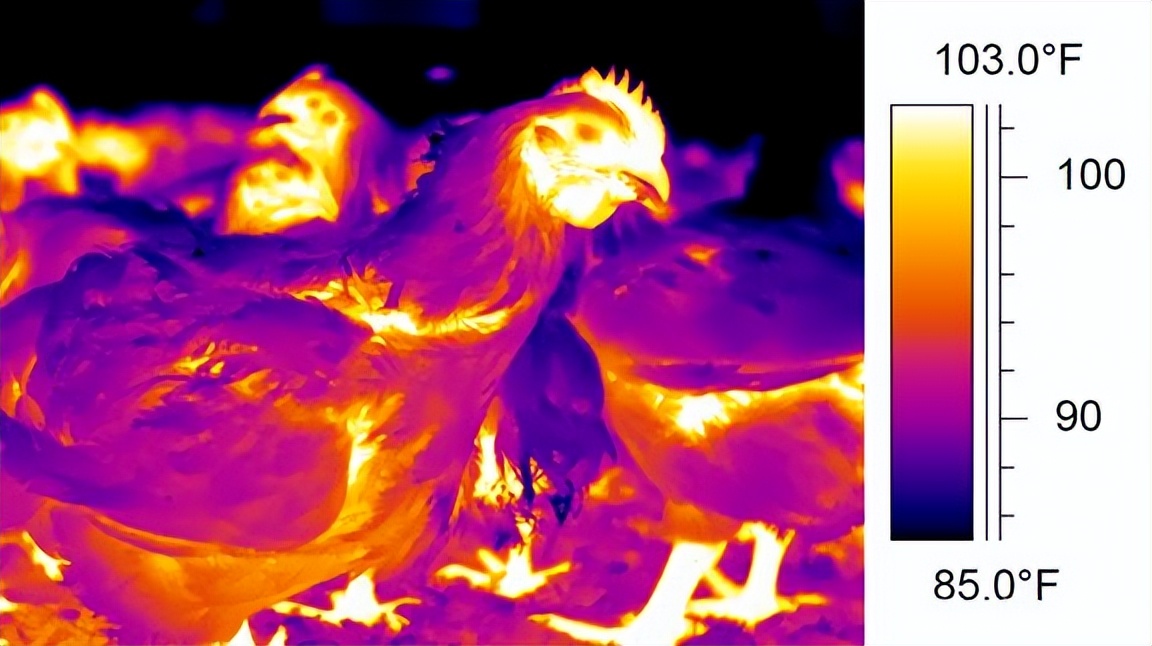 夏季高温规模化蛋鸡养殖，热应激不仅仅是环境问题？最重的是管理