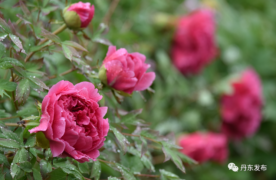 丹东这一地儿入选全国十大赏樱地！赏花攻略提前收藏