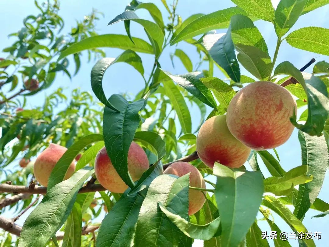 安徽当涂：大青山的枇杷熟了！