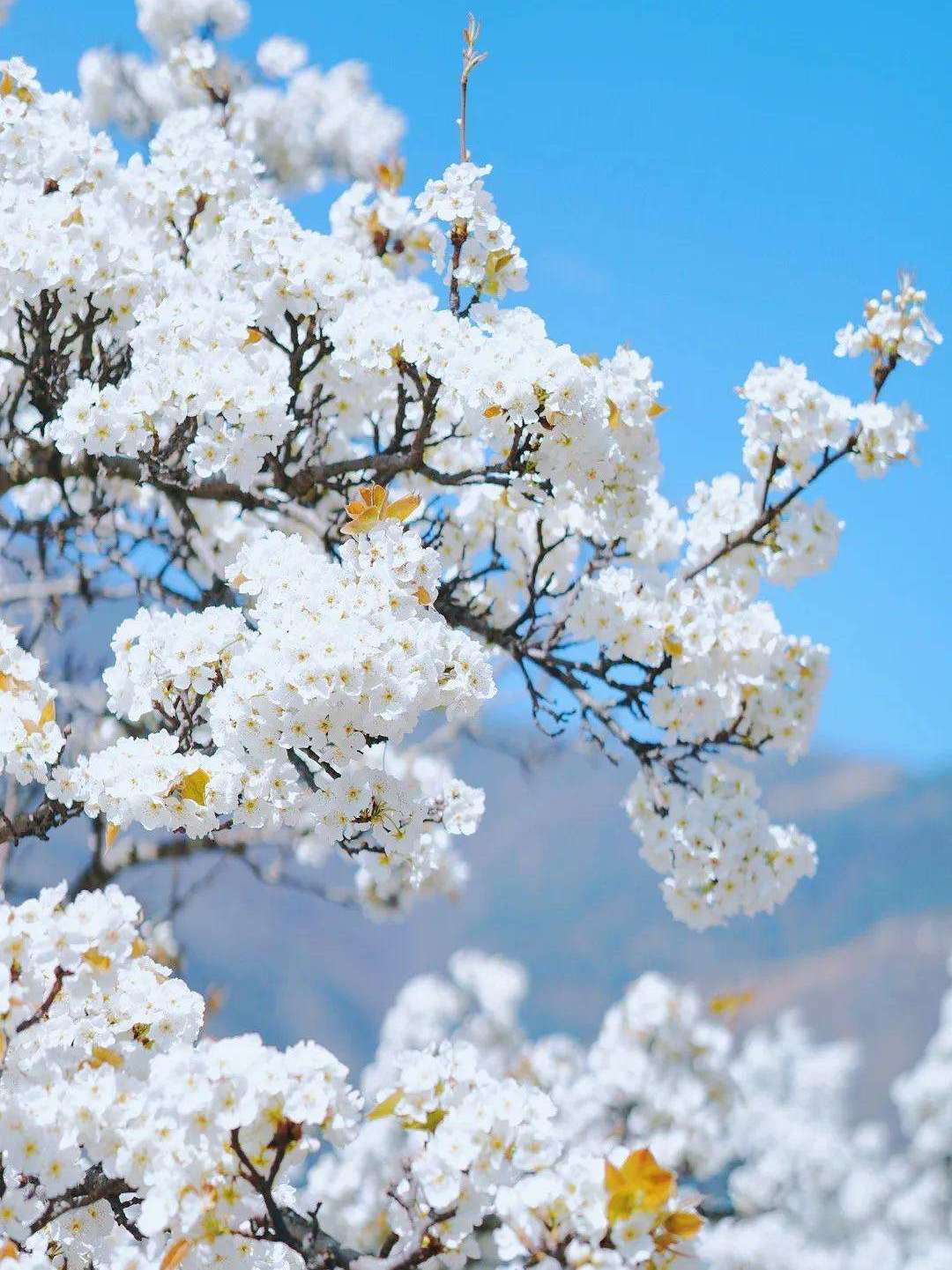 去远方,只为看烂漫花海,超全中国春日花海大盘点
