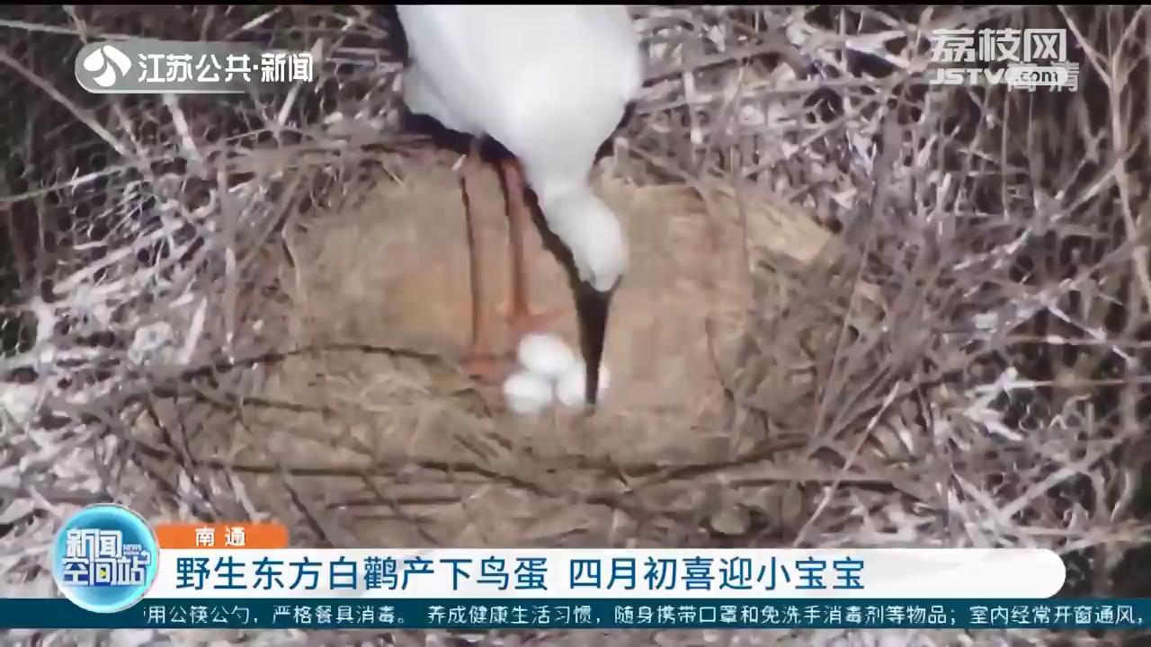 在南通动物园外筑巢的野生东方白鹳产下鸟蛋啦！预计四月初喜迎小宝宝