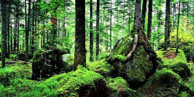 中国十大原始森林排名(中国最有名的原始森林)